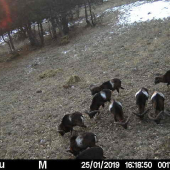 lesná zver v prírode