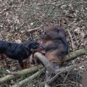 Dnešný muflón a jeho úšpešný dohladávatel ARAK