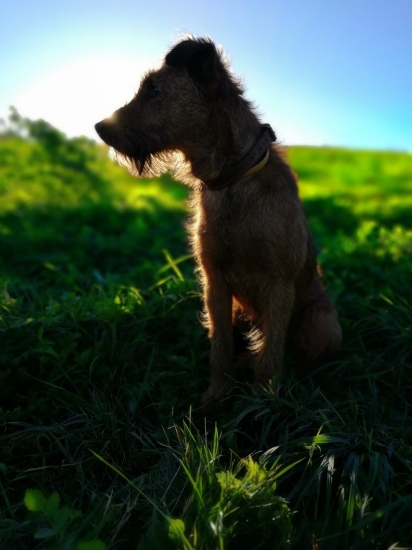 Brutus