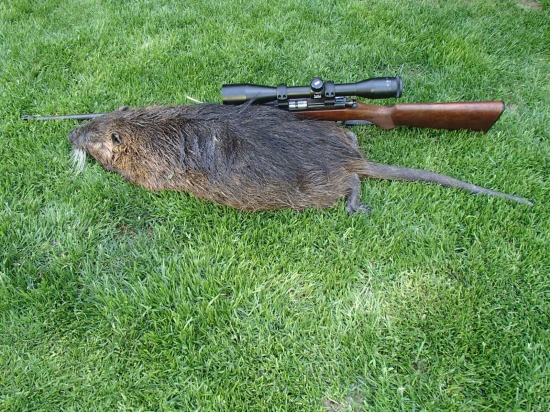 NUTRIA - sezóna zahájená
