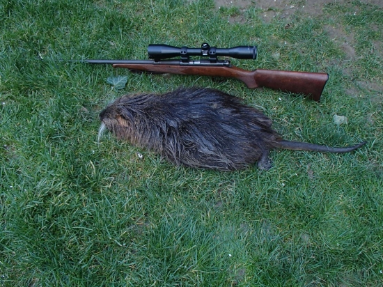 Nutria - posledná vychádzka v sezóne 2019/2020