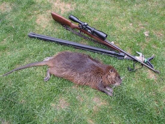 NUTRIA - palica pokrstená