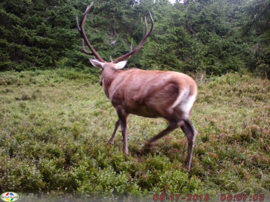 hladajuci