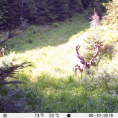 kraľohoľske jelene