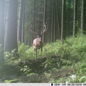 nízkotatranský kráľ