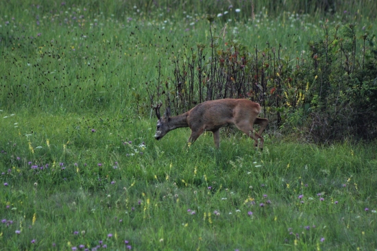Zasa som ho stretol...