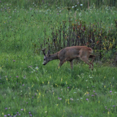 Zasa som ho stretol...