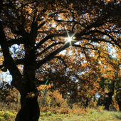 Staré duby v Gavurkách.