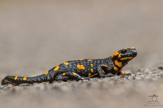 Salamandra