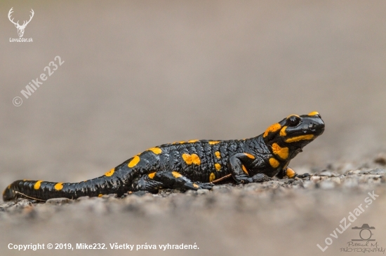 Salamandra
