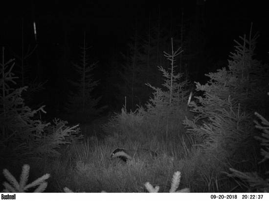 Dosť bolo jeleňov!