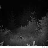 Dosť bolo jeleňov!