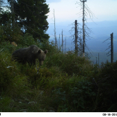 Vysokonadmorský medveď.