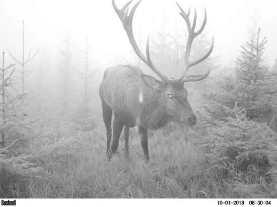 Vyšťavený korunáč.