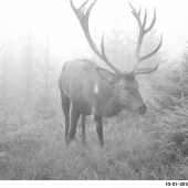 Vyšťavený korunáč.