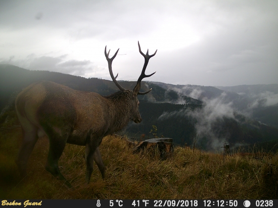Paroháč z hrebeňa.