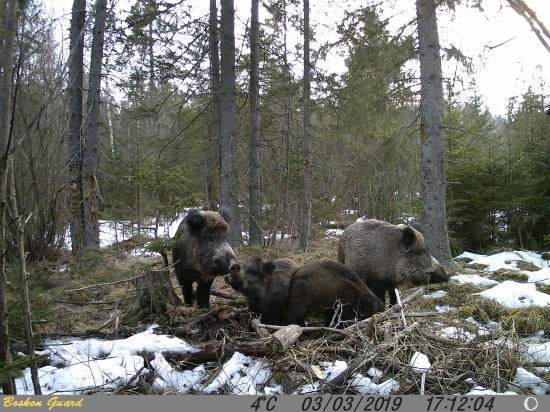 Štvorlístok.
