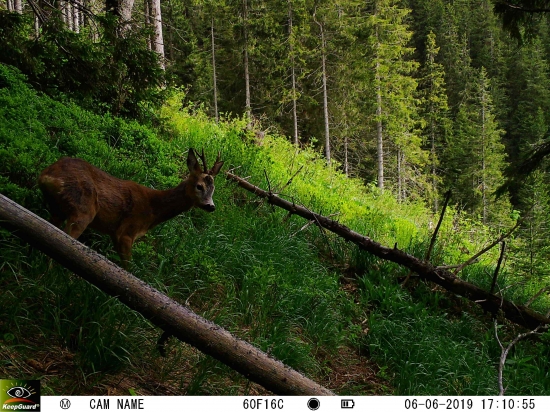 Kráľohoľský horský srňo.