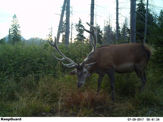 Štrnástorák spod suchárov.