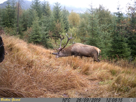 Ťažký jelienok.
