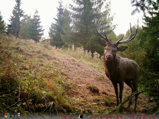 Dvojka v čokoláde.