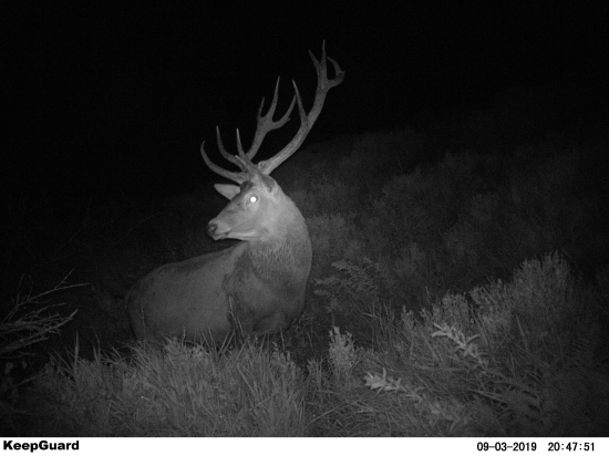 Horský hrubáň II.