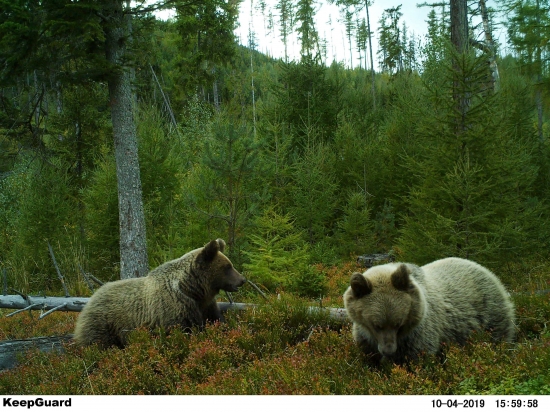 Strážcovia čučoriedok.