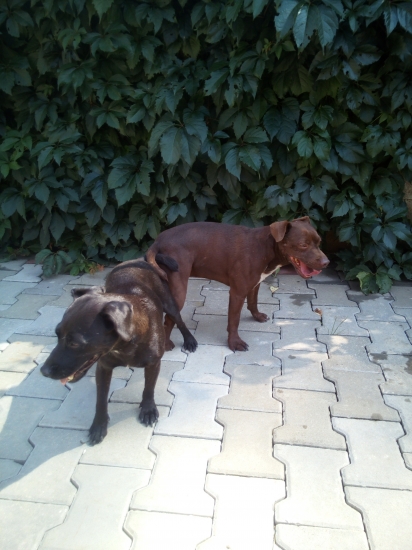Patterdale teriér- krytí