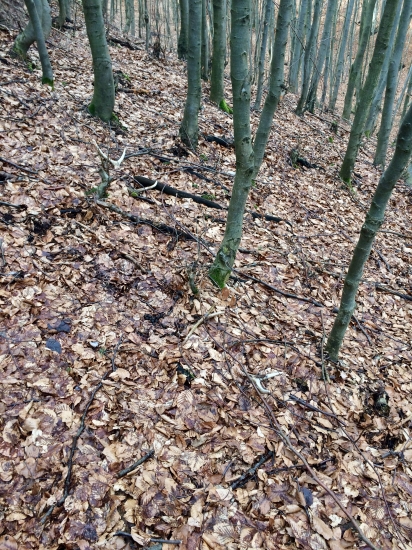 Minuloročná párka