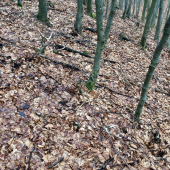 Minuloročná párka