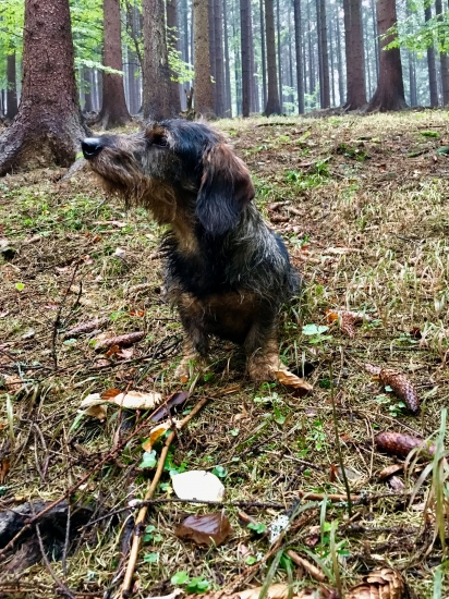 Bročko