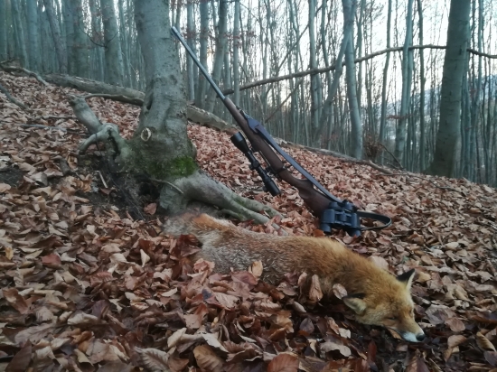 Lišiak z pod skali