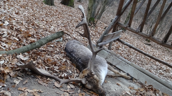 Dobitý mladšími danielmi po ruji