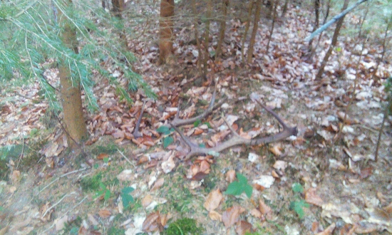 prichod do noveho porastu