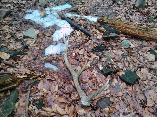 Spod snehu sa ukazujú