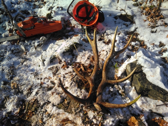 Pri zbieraní kalamity