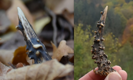 Ihličička v kope lístia.