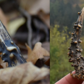 Ihličička v kope lístia.