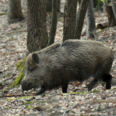 Nečakané stretnutie.