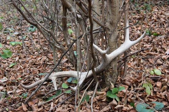 Už zarastal do stromu.