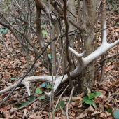 Už zarastal do stromu.