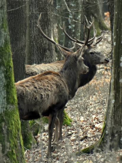 Hodnotia priebeh ruje.