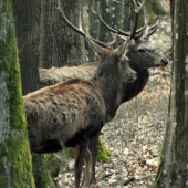 Hodnotia priebeh ruje.