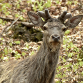 Kámoško.