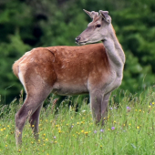 Čaká na kamaráta.