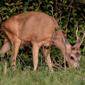Chvíľa, pre Nikon.