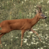 Odmena za trpezlivosť.