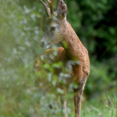 Za kríčkovou oponou.