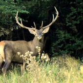 Ranné opúšťanie rujoviska.