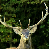 Pohľad do objektívu.